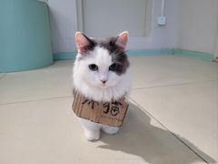 -怪兽屋·羊驼·猫咖·狗咖(俊华广场店)