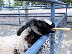 -长白岛森林公园