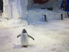 -芜湖新华联大白鲸海洋公园