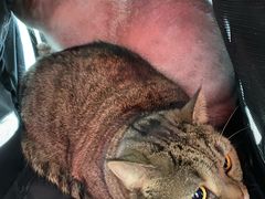 -中农国际动物医院24小时·猫科·骨科·急重症中心