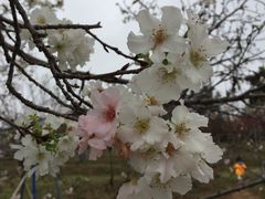 -天适樱花悠乐园