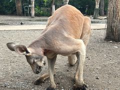 -可伦宾野生动物保护区
