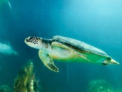 -广东惠东海龟国家级自然保护区