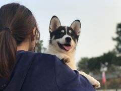 -良成狗狗乐园
