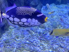 -太平洋海底世界