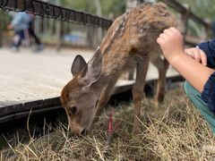 -北京鹿世界主题园