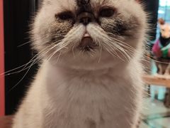 -猫色咖啡·猫咖