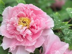 -洛阳市隋唐城遗址植物园