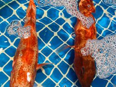 -三亚火车头万人海鲜广场