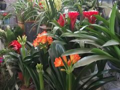 -金陵花卉交易市场