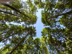 -黄海国家森林公园