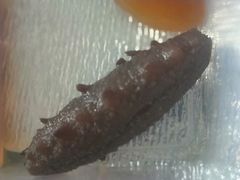 -宫品海参(双井店)