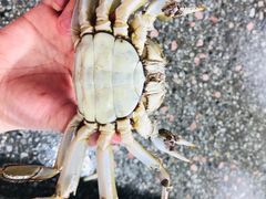-霞涌市场海鲜摆卖区