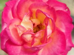 -北京中医药大学第三附属医院