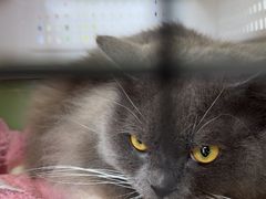 -瑞鹏宠物医院·骨科·猫科·内科(第一中心)