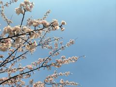 -顾村公园