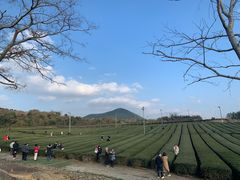 -雪绿茶博物馆