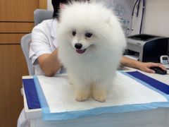 -博特宠物医院24h犬猫全科.骨科·异宠