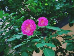 -颐和路民国时期公馆-风貌区