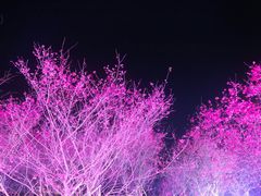-天适樱花悠乐园