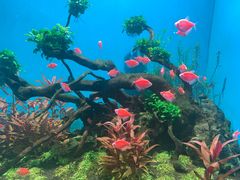 -海合安武汉极地海洋公园