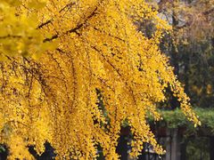 -四川大学(华西校区)