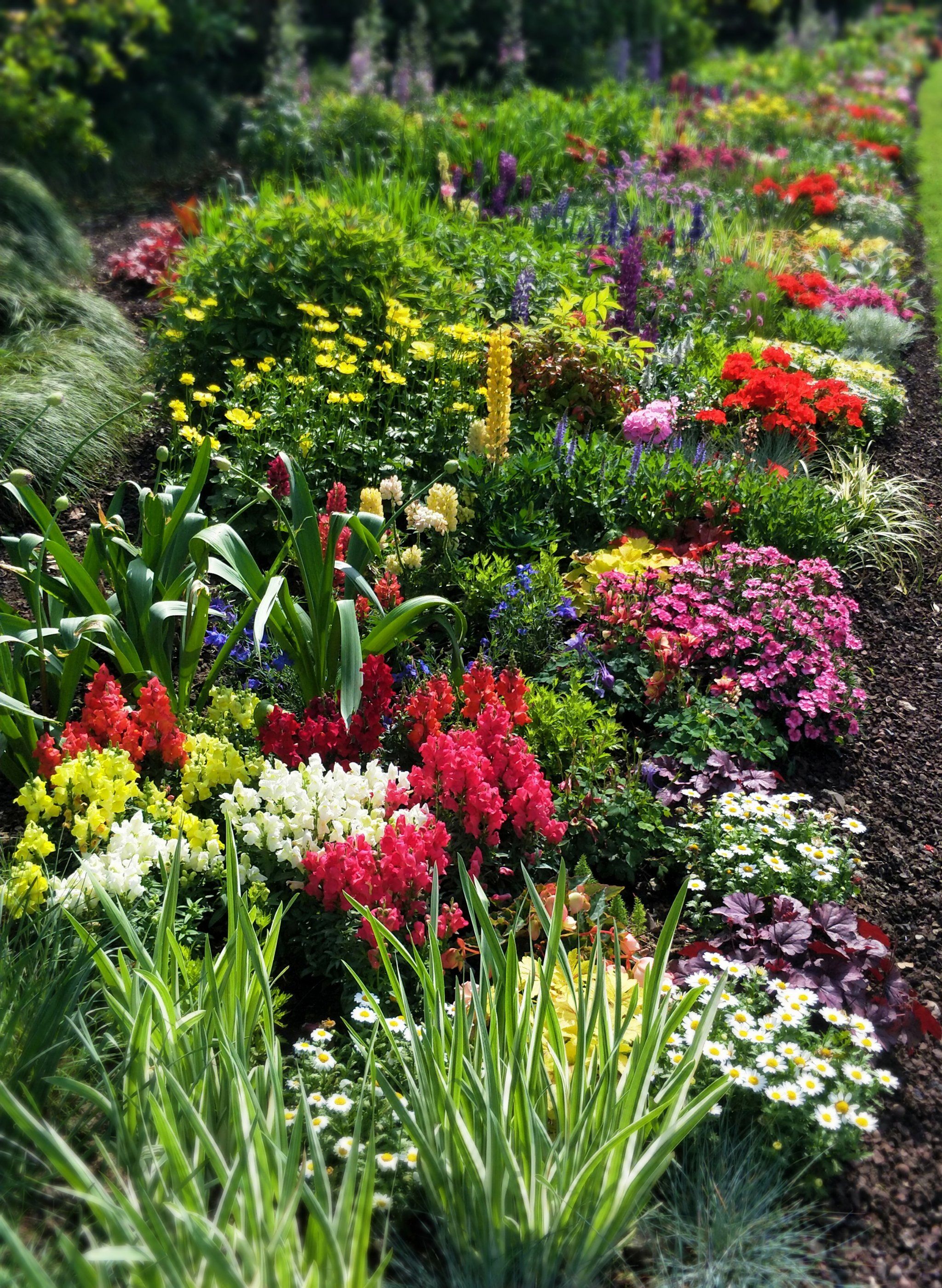 上海植物园国际花展