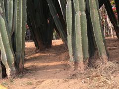 -松山湖梦幻百花洲