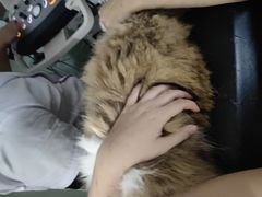 -乐派堂宠物医院·猫友好· 心脏科(东街店)