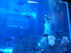 -迪拜水族馆及水下动物园