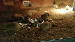 点击看大图 -酷嗒动物文化乐园(cutezoo西溪乐天城店)