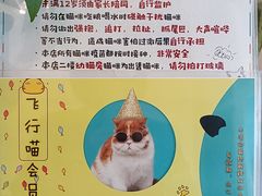 -飞行喵MR PILOT|猫舍·猫咖(静安大融城店)