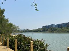 -华侨城湿地公园