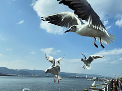 -海埂大坝