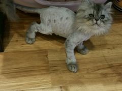 -藦茜花园宠物主题亲子互动体验馆(国顺东路店)