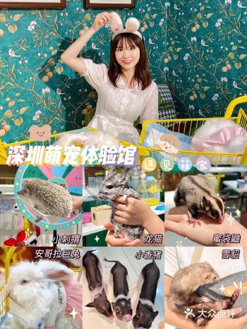 深圳探店|能现场撸还能️领养的萌宠体验馆