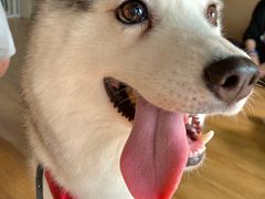 小苹果-Husky Go! 哈士奇体验馆·宠物咖啡厅狗咖