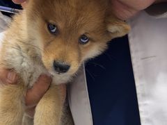 -天使宠物医院·犬猫分诊(彩虹店)