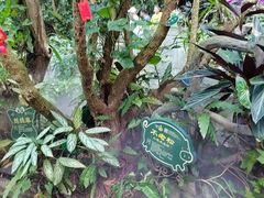 -呀诺达热带雨林