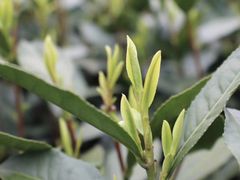 -十八棵（老龙井）御茶园(老龙井店)