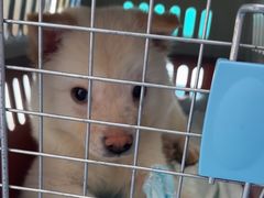 -博特宠物医院24h犬猫全科.骨科·异宠