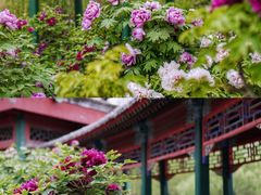 -北京动物园