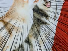 -星多哈·狗咖·拼豆·咖啡