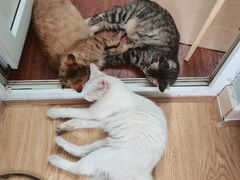 -纳吉亚猫专科动物诊疗中心(蒋宅口分院)