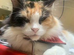 -猫色咖啡·猫咖