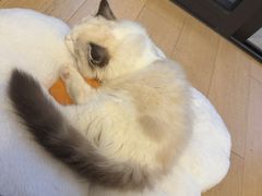 -东方名猫馆·英短金渐层布偶猫舍(环线广场1号楼店)