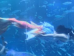 -海合安成都极地海洋公园