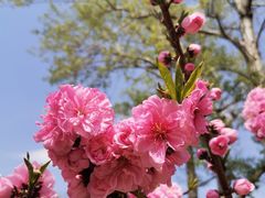 -海棠花溪(元大都城垣遗址公园)
