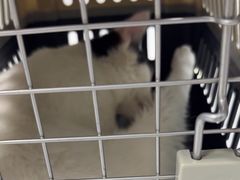 -嘉馨宠物医院·CT影像转诊·心脏科·犬猫全科诊疗中心(下沙大学城院区)