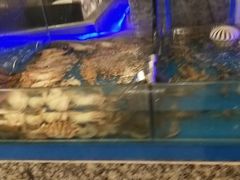 水产区-梅园国际大酒店·自助餐厅(光明港店)